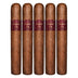 Asylum 13 Authentic Corojo Toro Gordo 5 Pack
