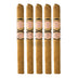 Southern Draw Rose Of Sharon Lancero 5 Pack